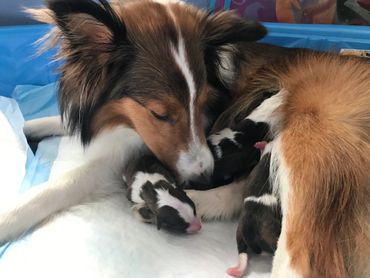 Sheltie puppies for sale adoption Oregon Washington California Idaho Montana Nevada dog rescue puppy