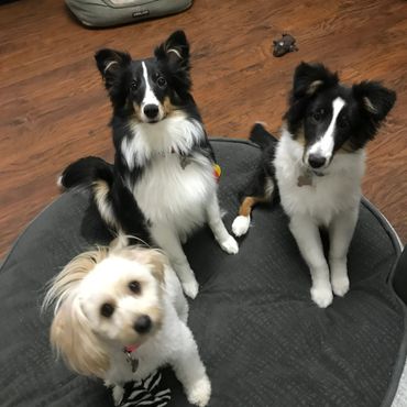 Sheltie Shelties Oregon breeder puppies puppy Shetland Sheepdog available dog Riverbend Washington