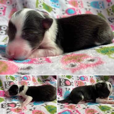 Sheltie puppies for sale adoption Oregon Washington California Idaho Montana Nevada dog rescue puppy