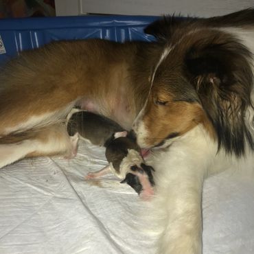 Sheltie puppies for sale adoption Oregon Washington California Idaho Montana Nevada dog rescue puppy