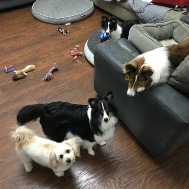 Sheltie Shelties Oregon breeder puppies puppy Shetland Sheepdog available dog Riverbend Washington