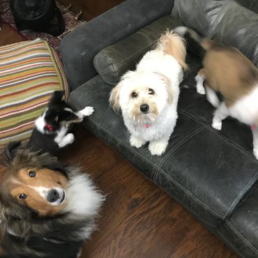 Sheltie Shelties Oregon breeder puppies puppy Shetland Sheepdog available dog Riverbend Washington