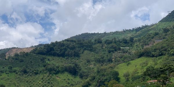 Distribuidora de Café de Montaña