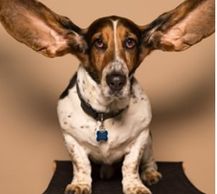 Bassett with amazing ears. No bassetts were harmed in this pic.