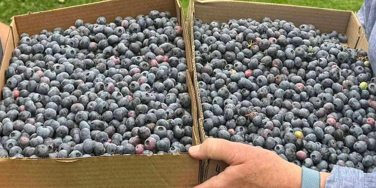 Two large boxes filled with fresh blueberries.