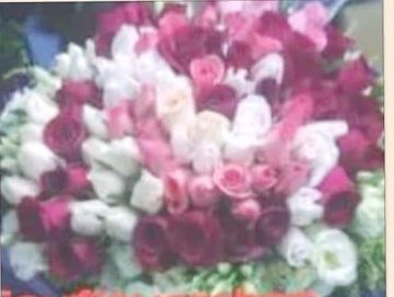 紅玫，粉紅玫瑰，白玫，桔梗花，黃英，求婚花束，99枝玫瑰，99枝，玫瑰花束