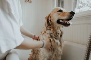 dog spa
dog grooming
dog bath
dog clean
