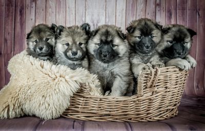 Young puppies socializing

Photo by Judi Neumeyer on Unsplash