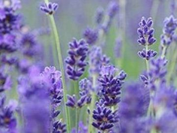 Lavender is one of the most herbs out there known for it's calming element & hypnotic smell. It is a