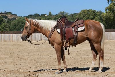 horses for sale in arkansas craigslist