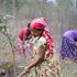 Women from the Community Forest Users' Group (CFUG) tending the plantation at Bhatighadi.