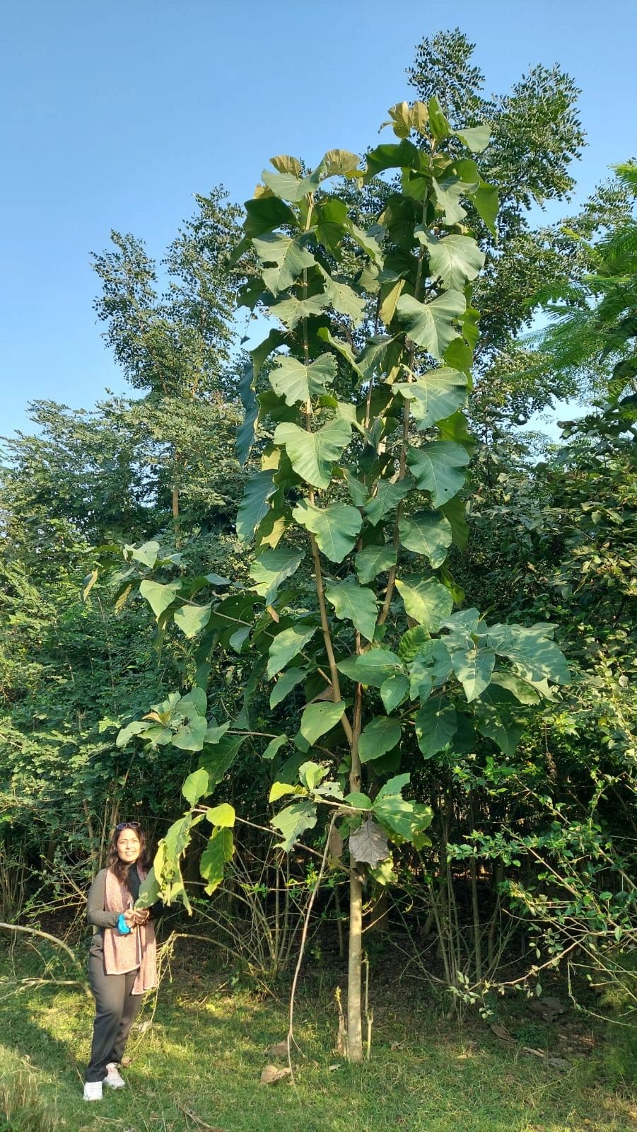 Full disclosure - Lily is half a metre tall