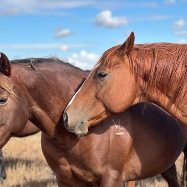 Regally Dashing CBHI Quarter Horse Stallion with First Down Dash, Mr. Eye Opener, and Beduino