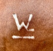 White Lake Colony Performance Quarter Horse