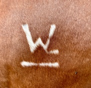 White Lake Colony Performance Quarter Horse