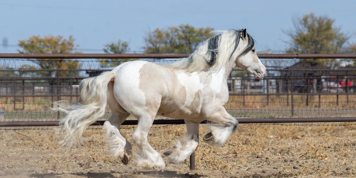 A white and tan horse with flowing mane trots in a fenced area.