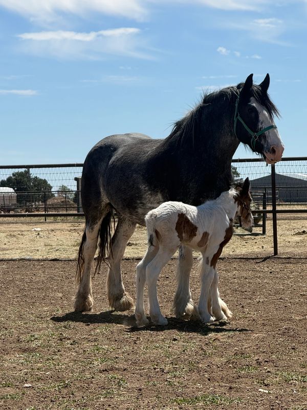 A mare and her foal standing together in a sunny paddock.