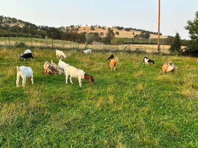 Goat herd knocking down fire danger.