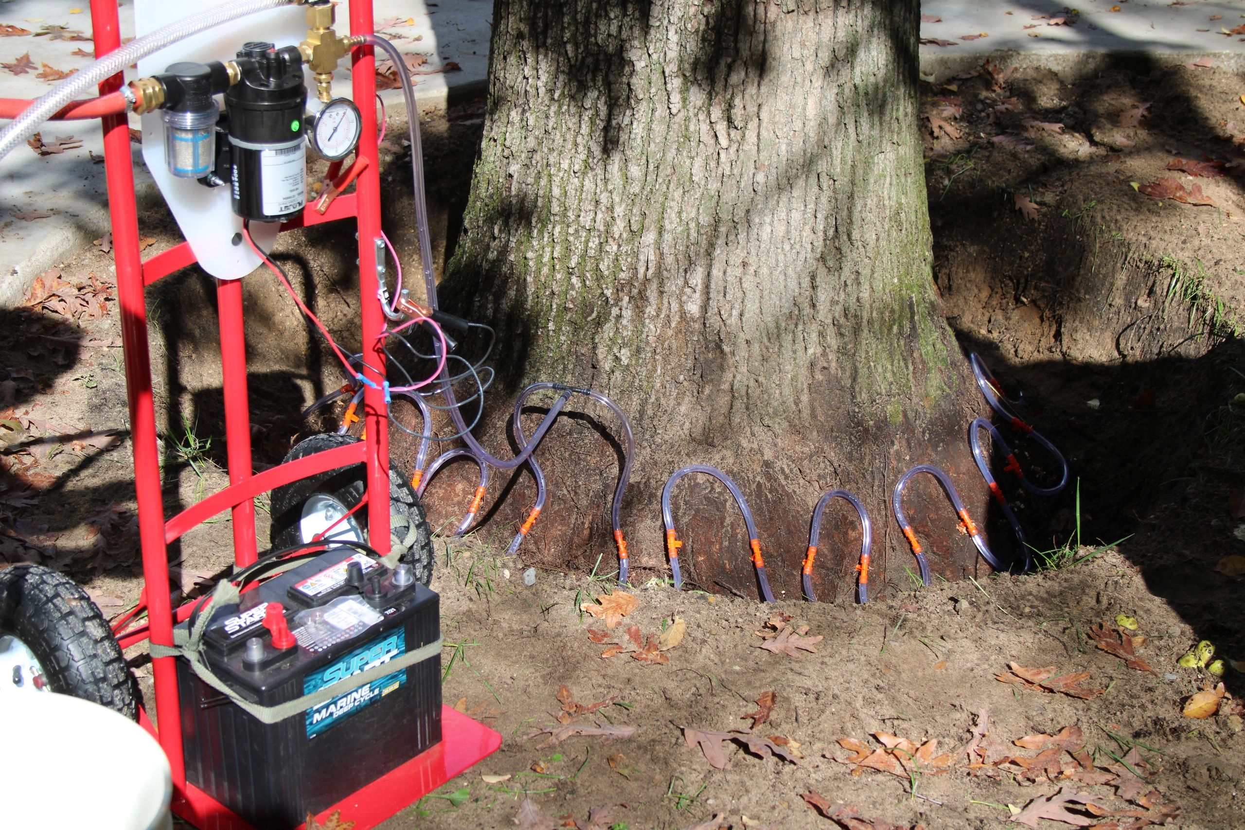 Michigan Arborist Tree Services, Consulting, Plant Doctor