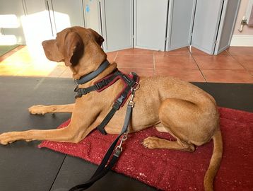 Vizla laying down after massage
