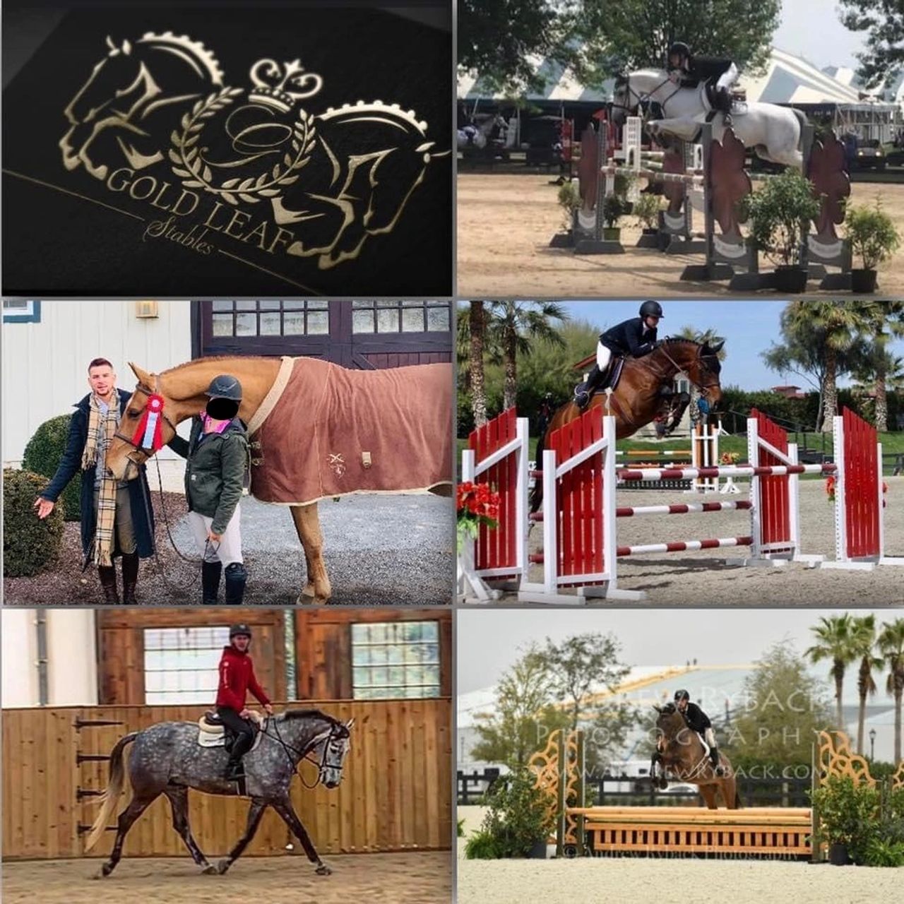 Gold Leaf Stables, LLC business photo