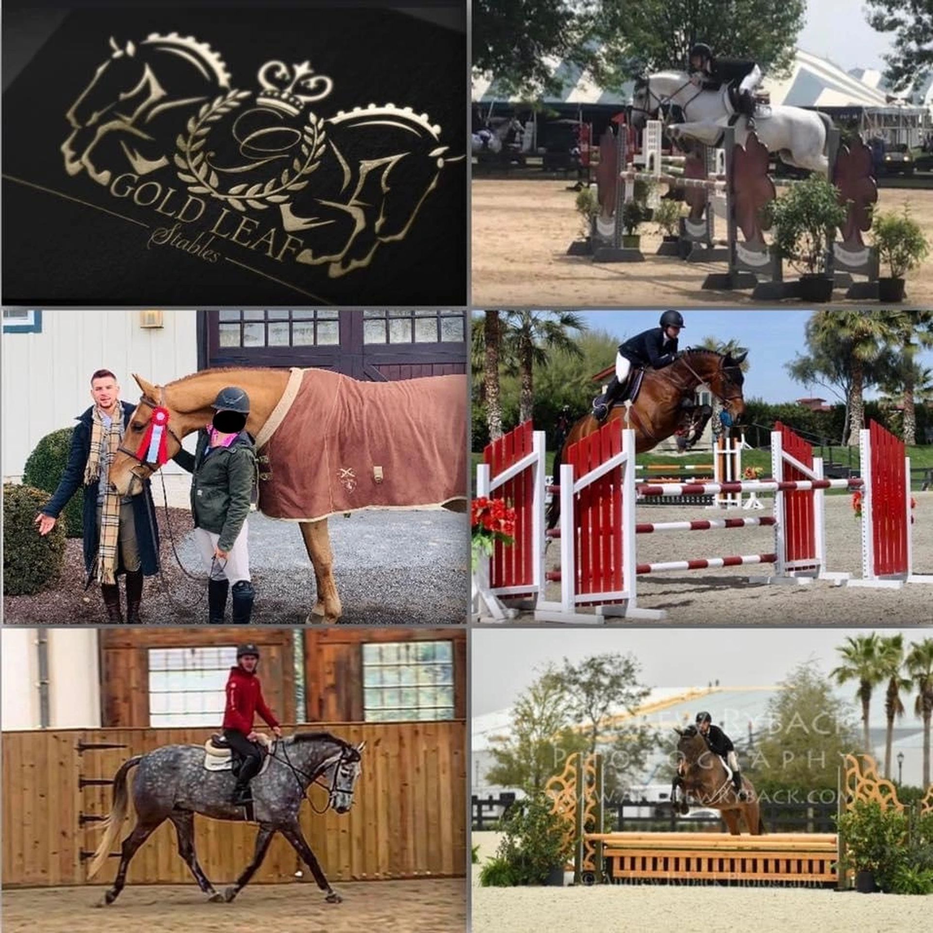 Gold Leaf Stables, LLC business photo