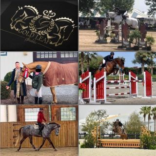 Gold Leaf Stables, LLC, business photo 1