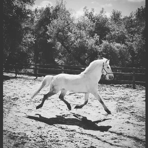 Harry – Painter Barb stallion - SCRAF's Spanish Barb Preservation Project- historic bloodlines.
