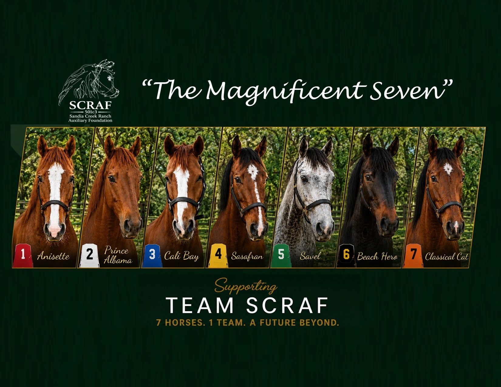 Meet "the Magnificent Seven" Thoroughbreds representing SCRAF's 2026 Training to Train Program.