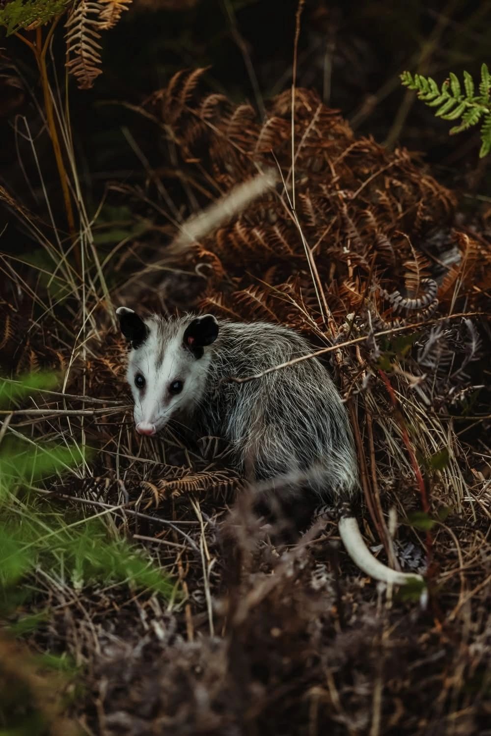 Humane Way Wildlife Control