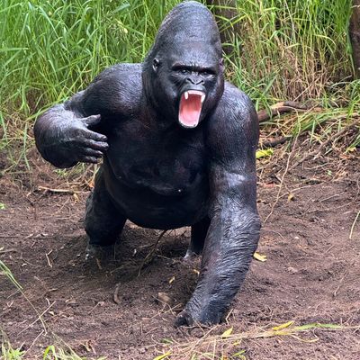 A gorilla with mouth open in a forested area.