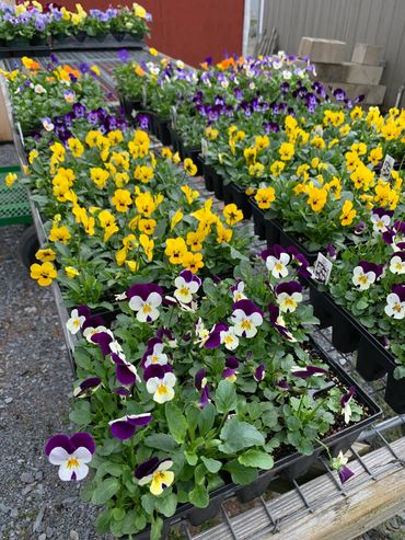 Rows of vibrant pansy flowers in yellow, purple, and white.