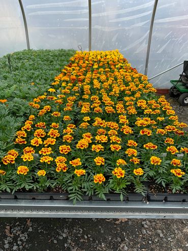 Rows of marigold flowers in a greenhouse.