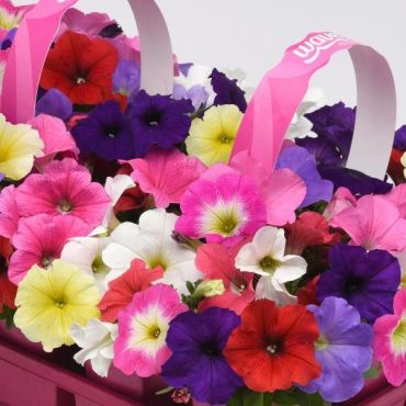 Colorful petunias in a basket with pink handles.