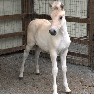 Foals for sale near me