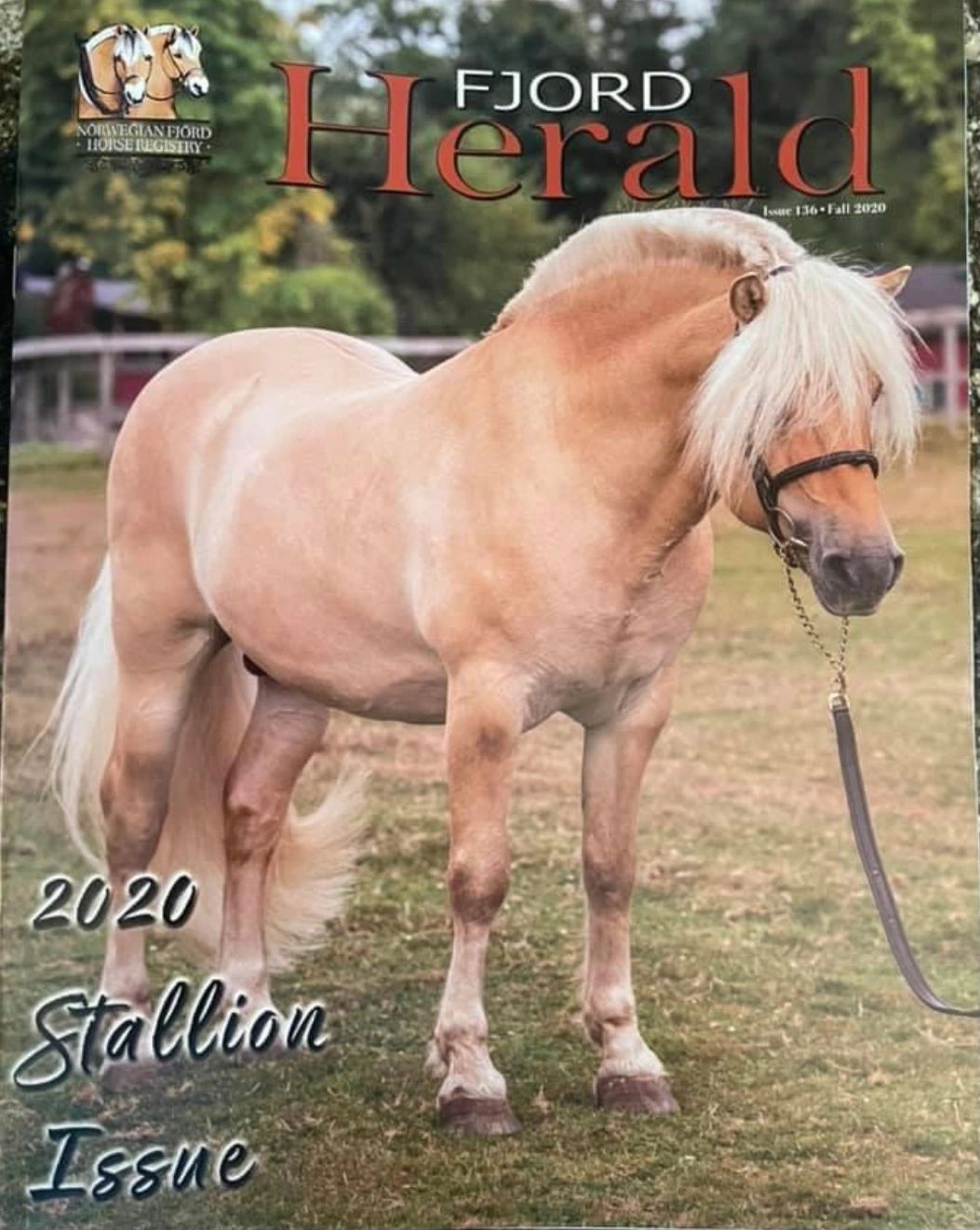 Footnote Farm Fjord Horse, Horse for Sale Footnote Farm