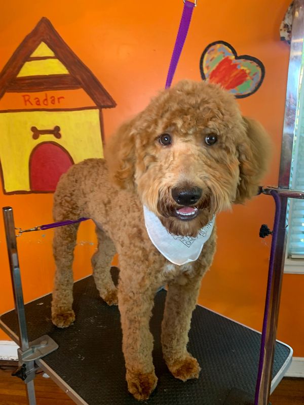 Large Dog Grooming