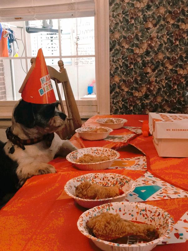 Dog birthday party