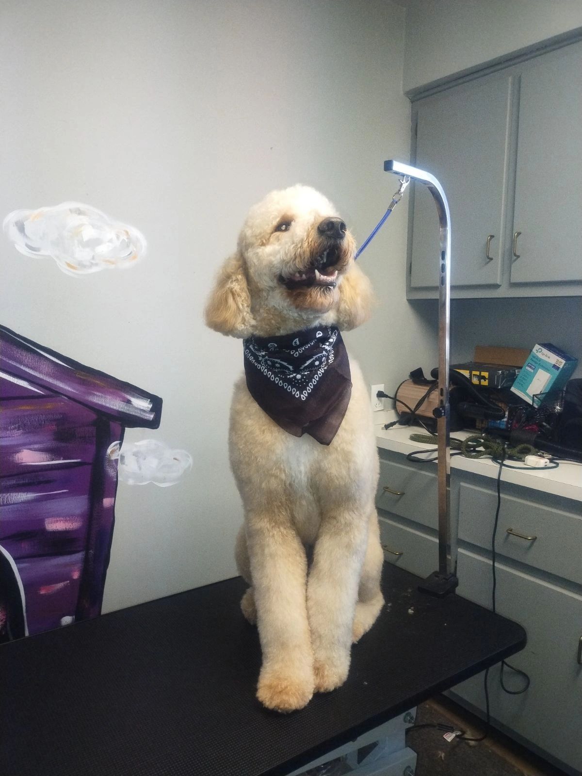 Basic Grooming