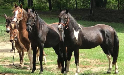 rescue horse adoption societies humane departments sheriff