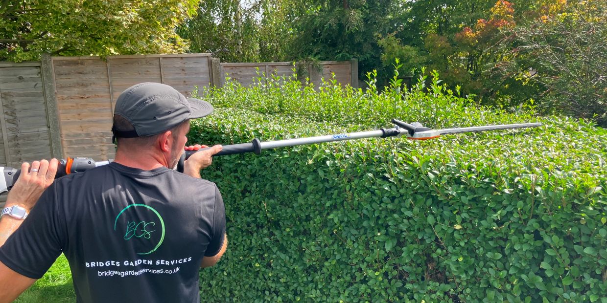 Man trimming a tall hedge with a long-handled hedge trimmer.