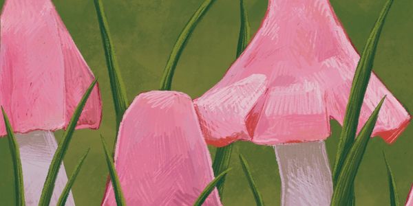 Three pink mushrooms in grass.