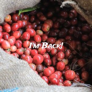 Kenya Kiambu Spike AB