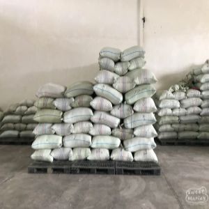 Sumatra Wet Hulled Lake Tawar