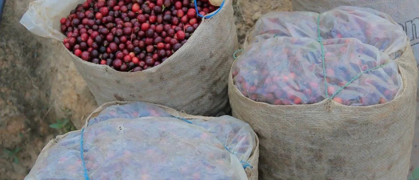 Rwanda Milles Collines Peaberry