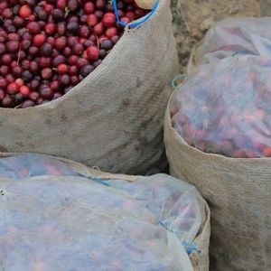 Rwanda Milles Collines Peaberry