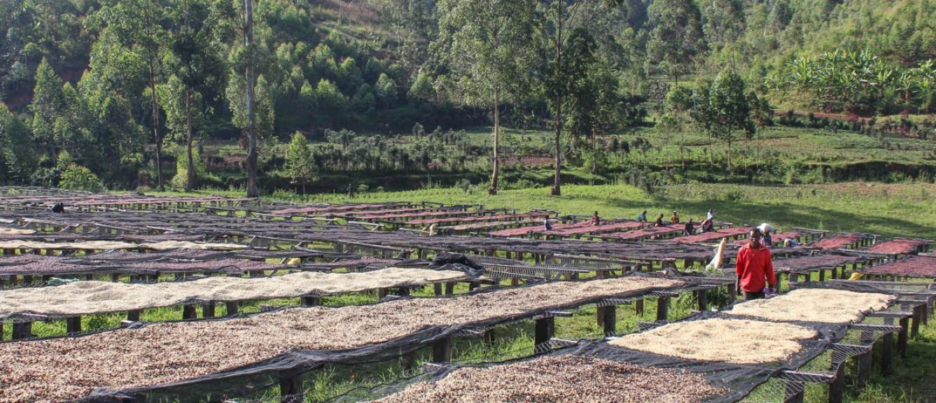 Ethiopia Organic Agaro Kenisa