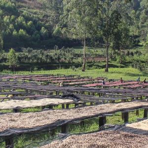 Ethiopia Organic Agaro Kenisa