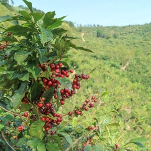 India Pearl Mountain Estate Peaberry