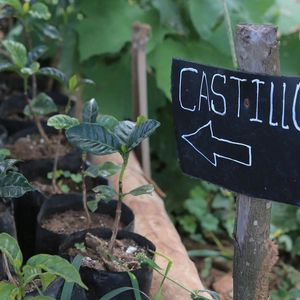 El Salvador Finca Miravalles Castillo